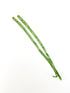 Lime Green Adjustable Bra Straps Lingerie Straps Elastic Trim 1 Pair